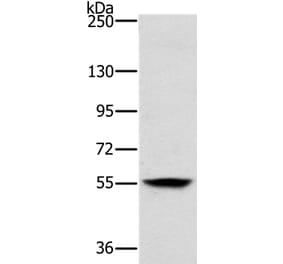 LOXL1 Antibody from Signalway Antibody (37706) - Antibodies.com