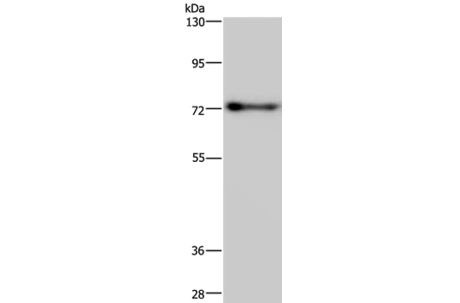 PATZ1 Antibody from Signalway Antibody (37800) - Antibodies.com