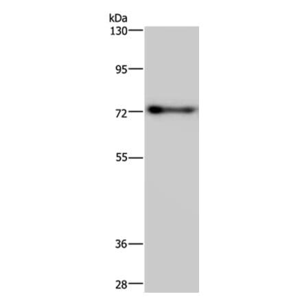 PATZ1 Antibody from Signalway Antibody (37800) - Antibodies.com