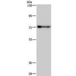 PATZ1 Antibody from Signalway Antibody (37800) - Antibodies.com
