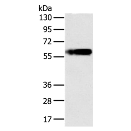PLIN1 Antibody from Signalway Antibody (37815) - Antibodies.com