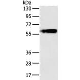 PLIN1 Antibody from Signalway Antibody (37815) - Antibodies.com