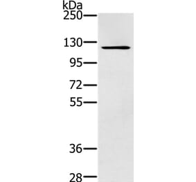 ZMIZ1 Antibody from Signalway Antibody (37868) - Antibodies.com