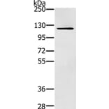 ZMIZ1 Antibody from Signalway Antibody (37868) - Antibodies.com