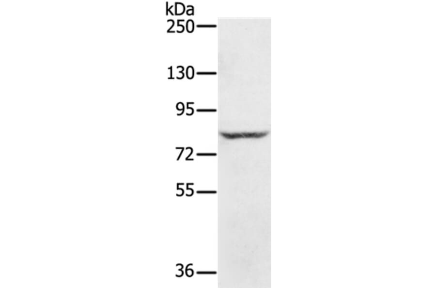 RNF43 Antibody from Signalway Antibody (37878) - Antibodies.com