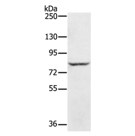 RNF43 Antibody from Signalway Antibody (37878) - Antibodies.com