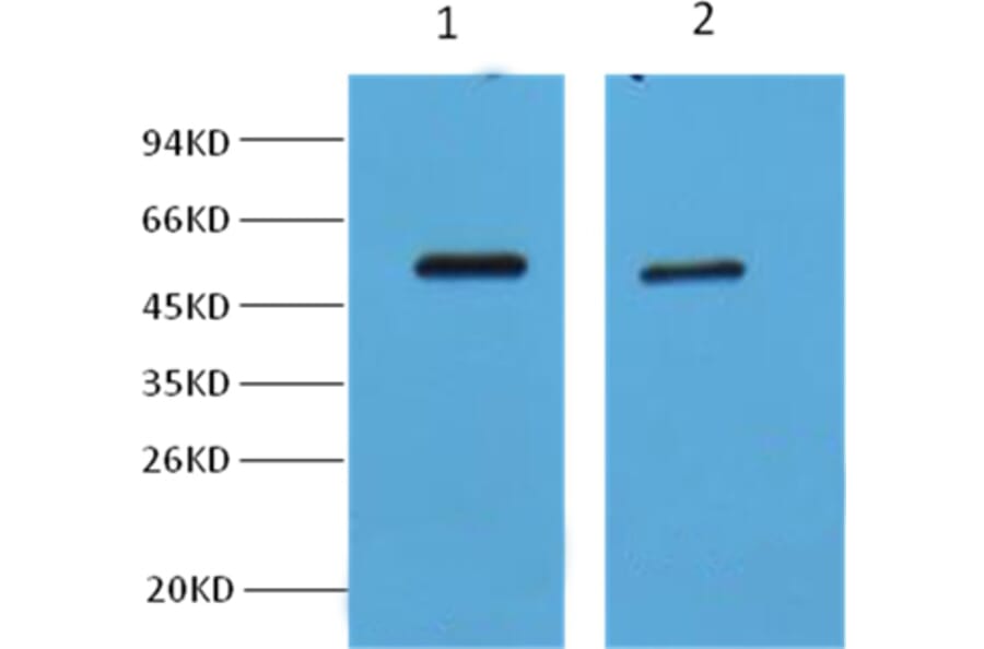 Western blot - MeCP2 Antibody from Signalway Antibody (38000) - Antibodies.com