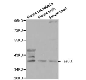 Western blot - FasLG antibody from Signalway Antibody (38108) - Antibodies.com