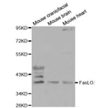 Western blot - FasLG antibody from Signalway Antibody (38108) - Antibodies.com