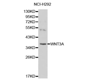 Western blot - WNT3A antibody from Signalway Antibody (38136) - Antibodies.com