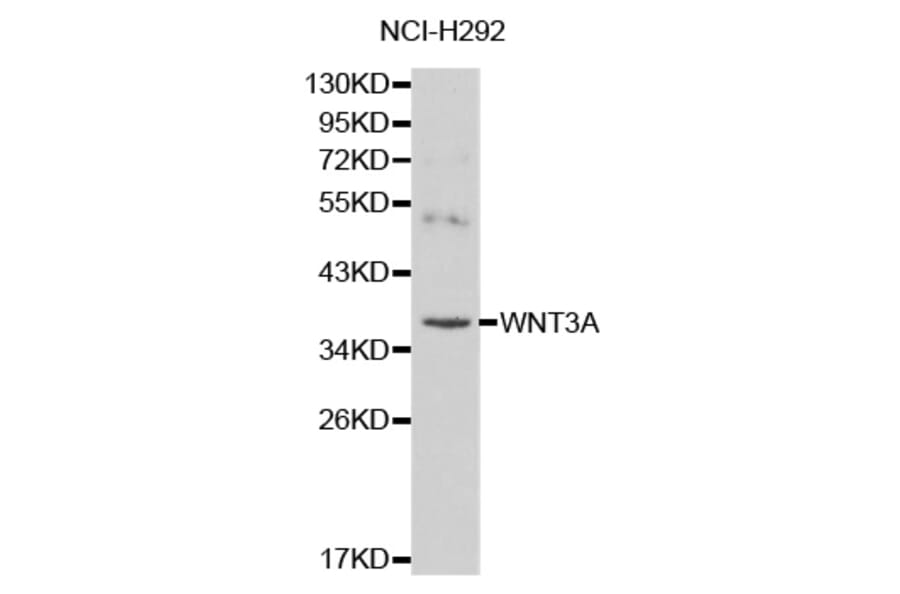 Western blot - WNT3A antibody from Signalway Antibody (38136) - Antibodies.com
