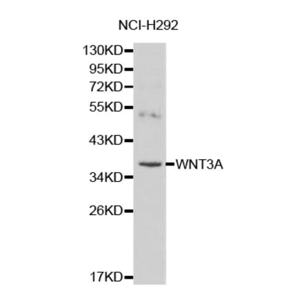 Western blot - WNT3A antibody from Signalway Antibody (38136) - Antibodies.com