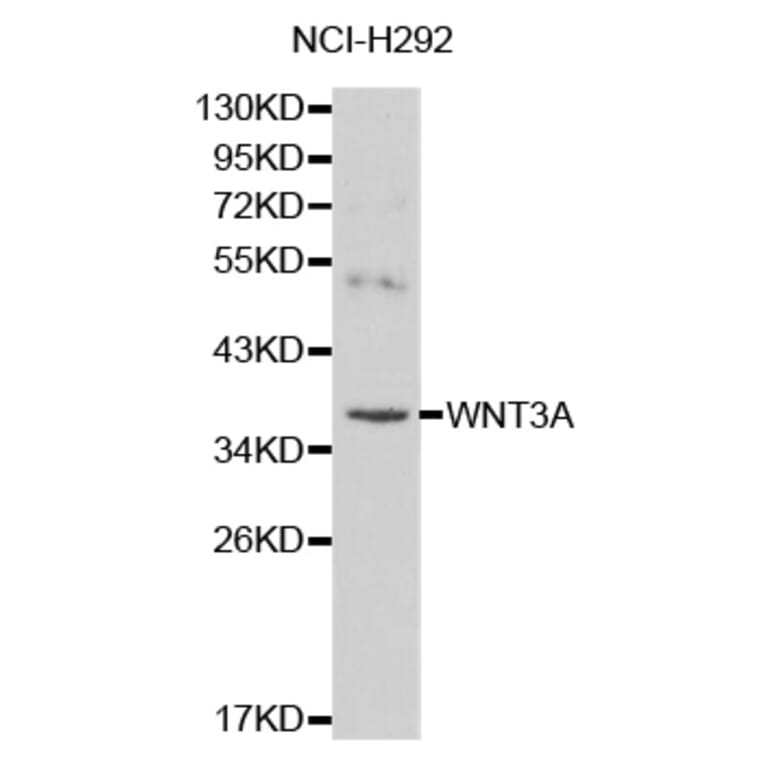 Western blot - WNT3A antibody from Signalway Antibody (38136) - Antibodies.com