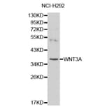 Western blot - WNT3A antibody from Signalway Antibody (38136) - Antibodies.com