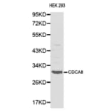 Western blot - CDCA8 antibody from Signalway Antibody (38138) - Antibodies.com