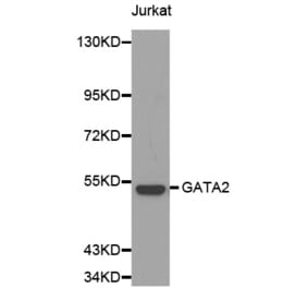 Western blot - GATA2 antibody from Signalway Antibody (38140) - Antibodies.com