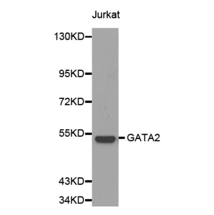 Western blot - GATA2 antibody from Signalway Antibody (38140) - Antibodies.com