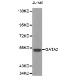Western blot - GATA2 antibody from Signalway Antibody (38140) - Antibodies.com