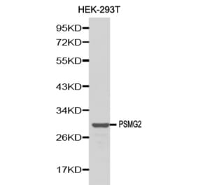 Western blot - PSMG2 antibody from Signalway Antibody (38143) - Antibodies.com