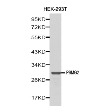 Western blot - PSMG2 antibody from Signalway Antibody (38143) - Antibodies.com