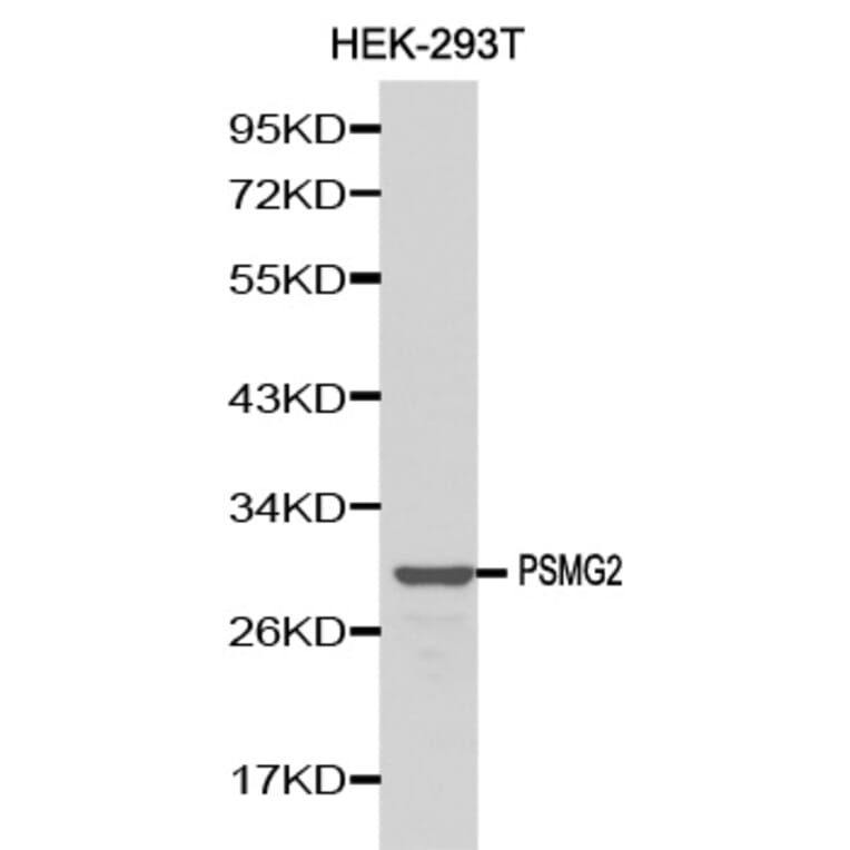 Western blot - PSMG2 antibody from Signalway Antibody (38143) - Antibodies.com