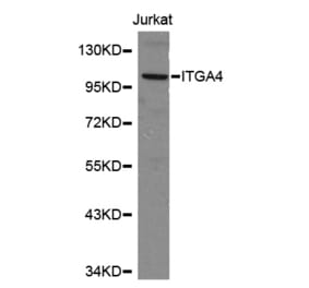 Western blot - ITGA4 antibody from Signalway Antibody (38151) - Antibodies.com