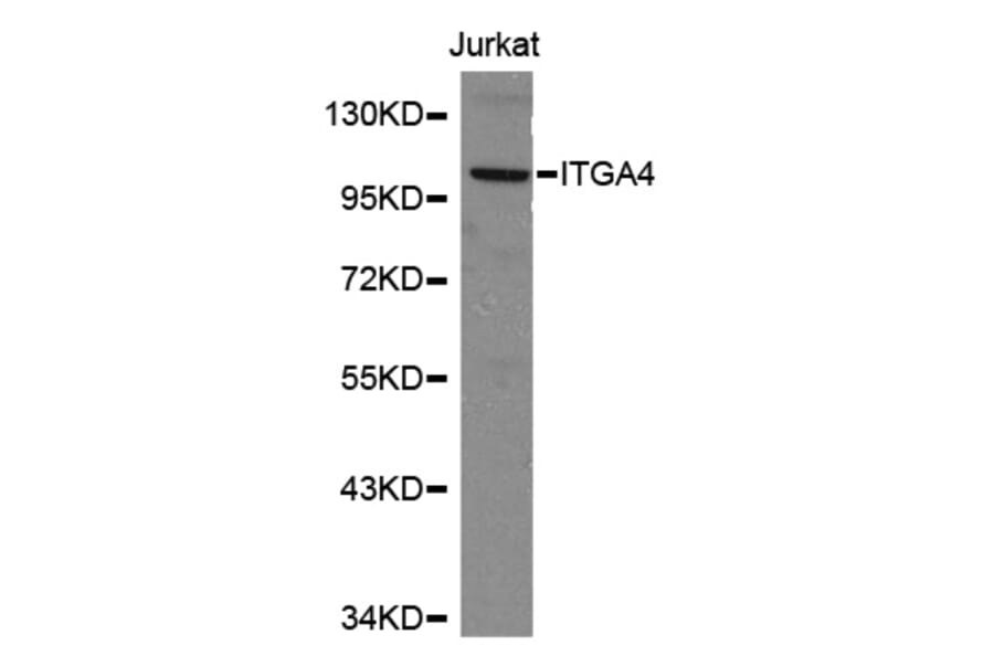 Western blot - ITGA4 antibody from Signalway Antibody (38151) - Antibodies.com