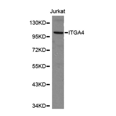 Western blot - ITGA4 antibody from Signalway Antibody (38151) - Antibodies.com
