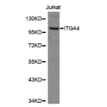 Western blot - ITGA4 antibody from Signalway Antibody (38151) - Antibodies.com