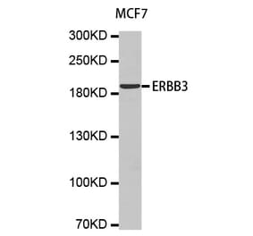 Western blot - ERBB3 antibody from Signalway Antibody (38154) - Antibodies.com