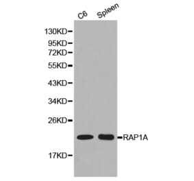 Western blot - RAP1A antibody from Signalway Antibody (38156) - Antibodies.com