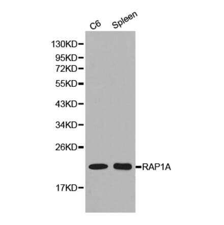 Western blot - RAP1A antibody from Signalway Antibody (38156) - Antibodies.com