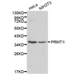 Western blot - PRMT1 antibody from Signalway Antibody (38170) - Antibodies.com