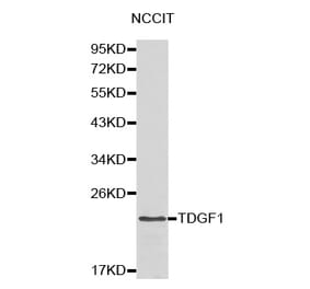 Western blot - TDGF1 antibody from Signalway Antibody (38173) - Antibodies.com