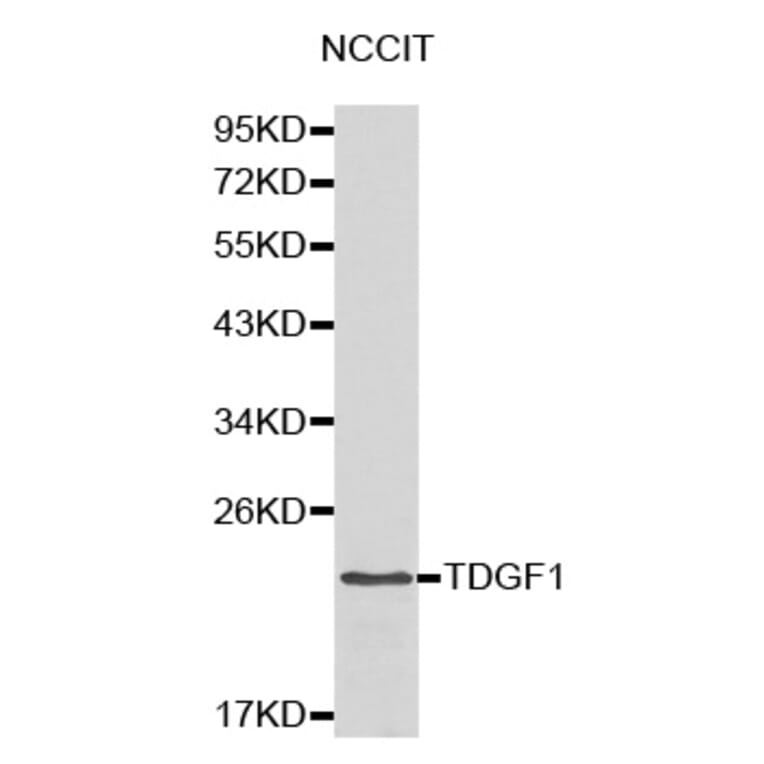 Western blot - TDGF1 antibody from Signalway Antibody (38173) - Antibodies.com
