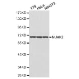 Western blot - NUAK2 antibody from Signalway Antibody (38178) - Antibodies.com