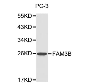 Western blot - FAM3B antibody from Signalway Antibody (38181) - Antibodies.com