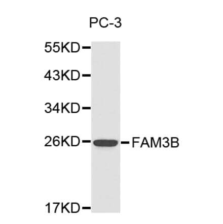 Western blot - FAM3B antibody from Signalway Antibody (38181) - Antibodies.com