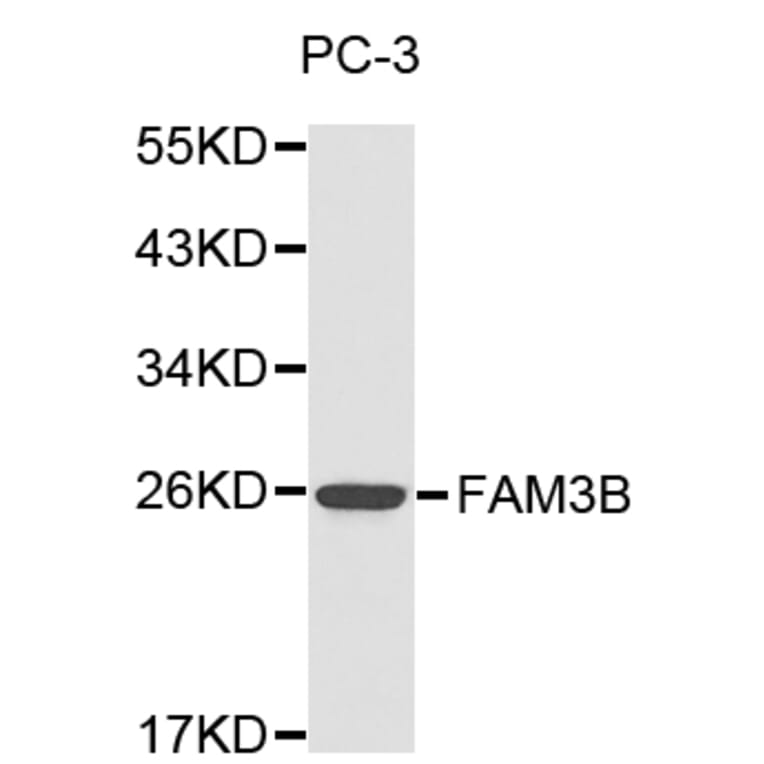 Western blot - FAM3B antibody from Signalway Antibody (38181) - Antibodies.com