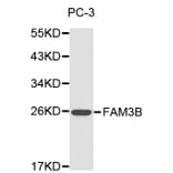 Western blot - FAM3B antibody from Signalway Antibody (38181) - Antibodies.com
