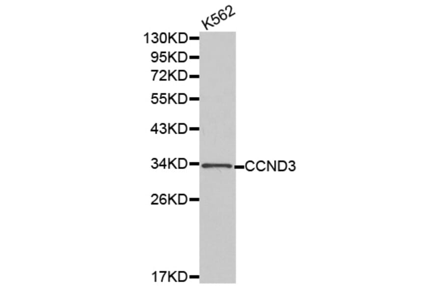 Western blot - CCND3 antibody from Signalway Antibody (38183) - Antibodies.com