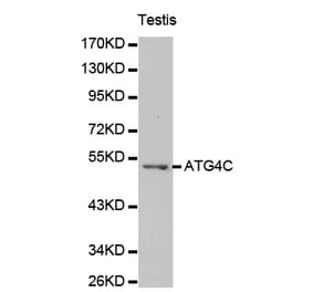 Western blot - ATG4C antibody from Signalway Antibody (38193) - Antibodies.com