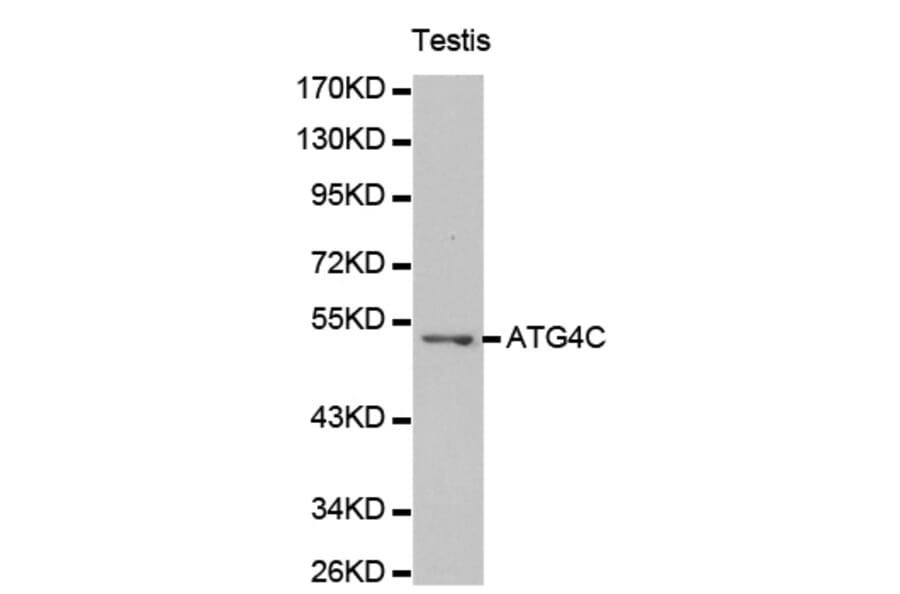 Western blot - ATG4C antibody from Signalway Antibody (38193) - Antibodies.com