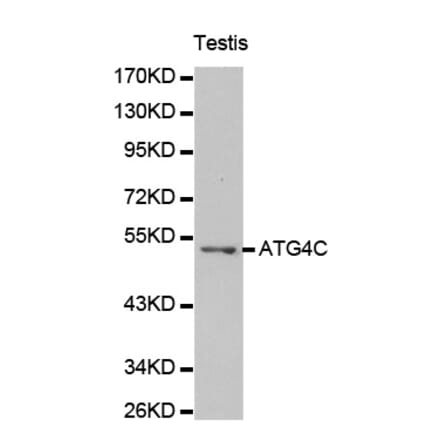 Western blot - ATG4C antibody from Signalway Antibody (38193) - Antibodies.com