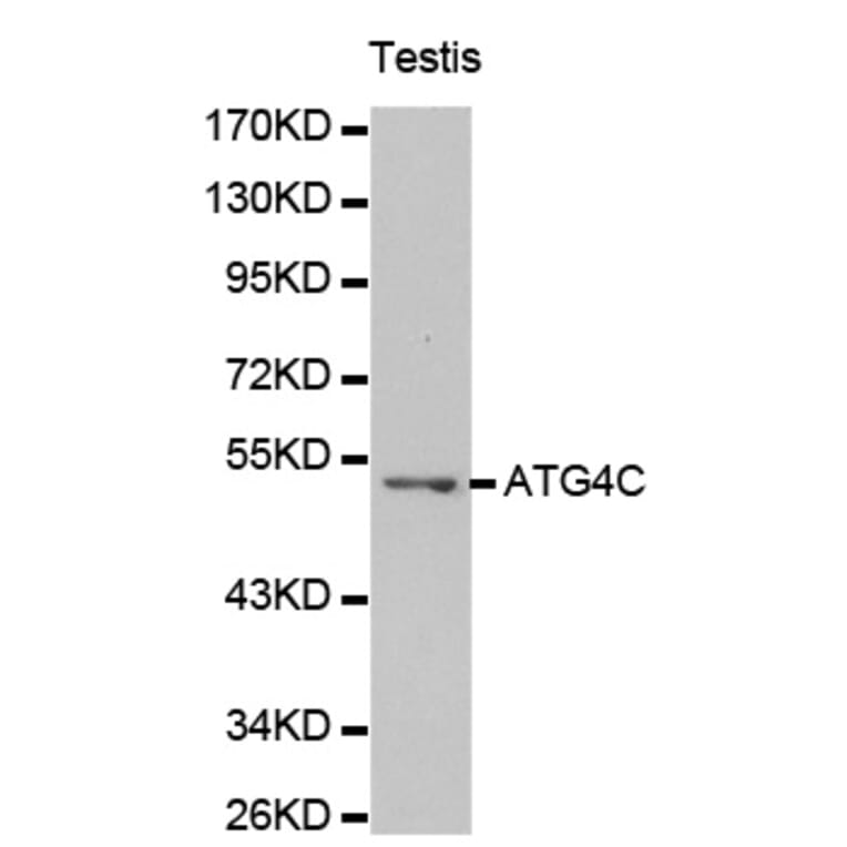 Western blot - ATG4C antibody from Signalway Antibody (38193) - Antibodies.com