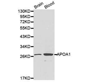 Western blot - APOA1 antibody from Signalway Antibody (38197) - Antibodies.com