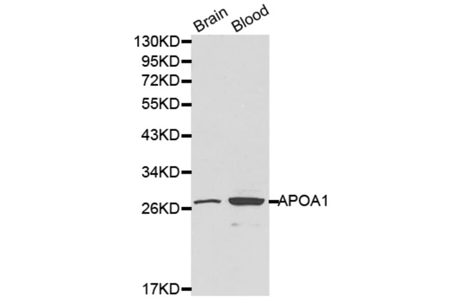 Western blot - APOA1 antibody from Signalway Antibody (38197) - Antibodies.com