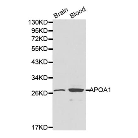 Western blot - APOA1 antibody from Signalway Antibody (38197) - Antibodies.com