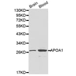 Western blot - APOA1 antibody from Signalway Antibody (38197) - Antibodies.com