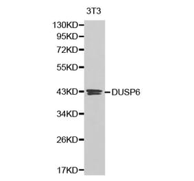 Western blot - DUSP6 antibody from Signalway Antibody (38204) - Antibodies.com